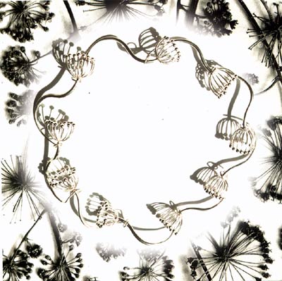 Aralia Californica 925/000 Ag